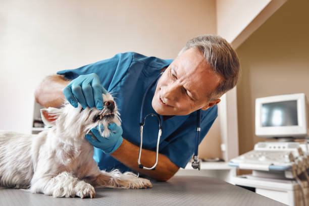  Maroa, IL Emergency Dentist Pros